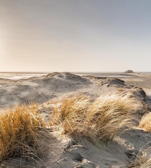 Dünen mit Pfahlbaum am Strand im Hintergrund
