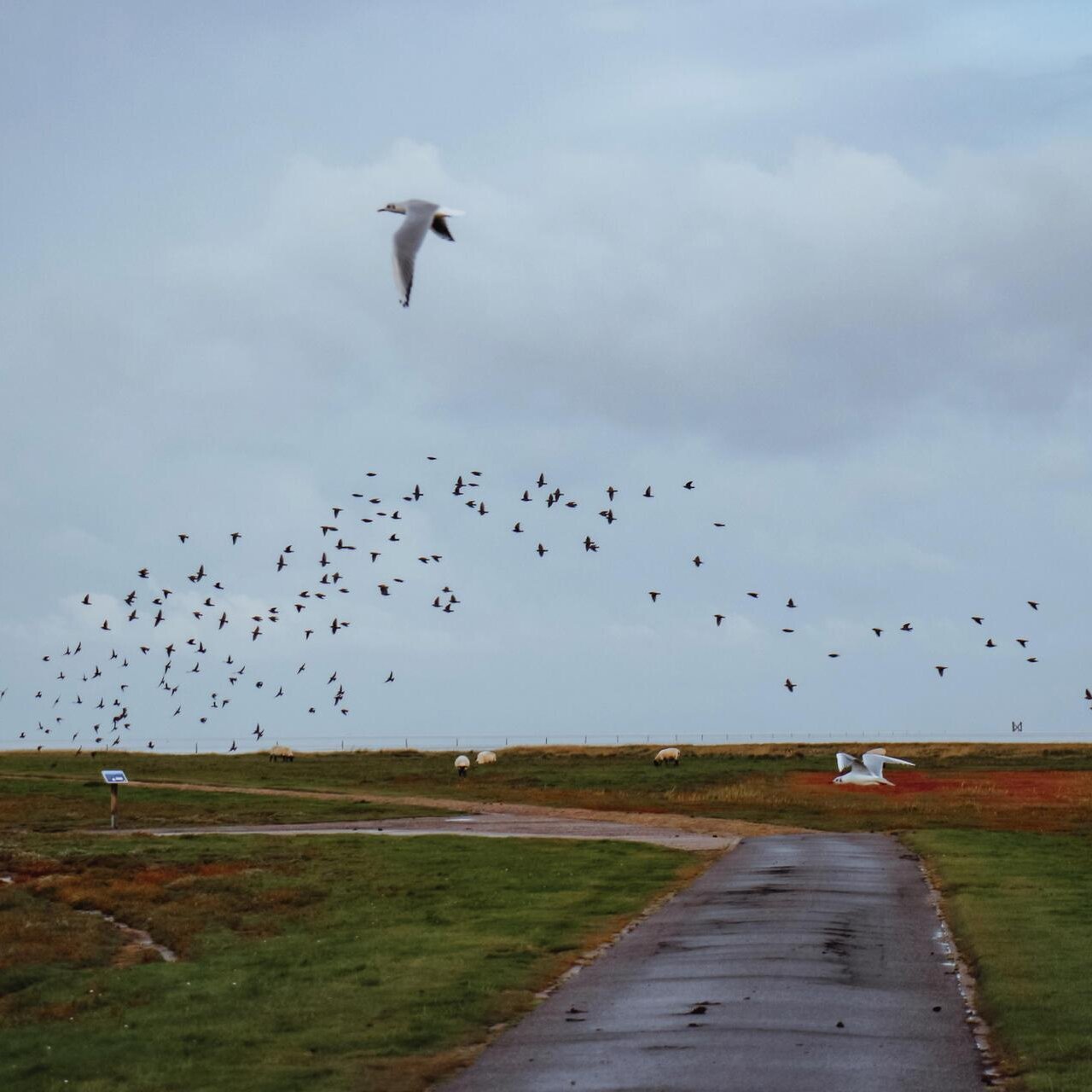 Vogelzug am Deich von Westerhever