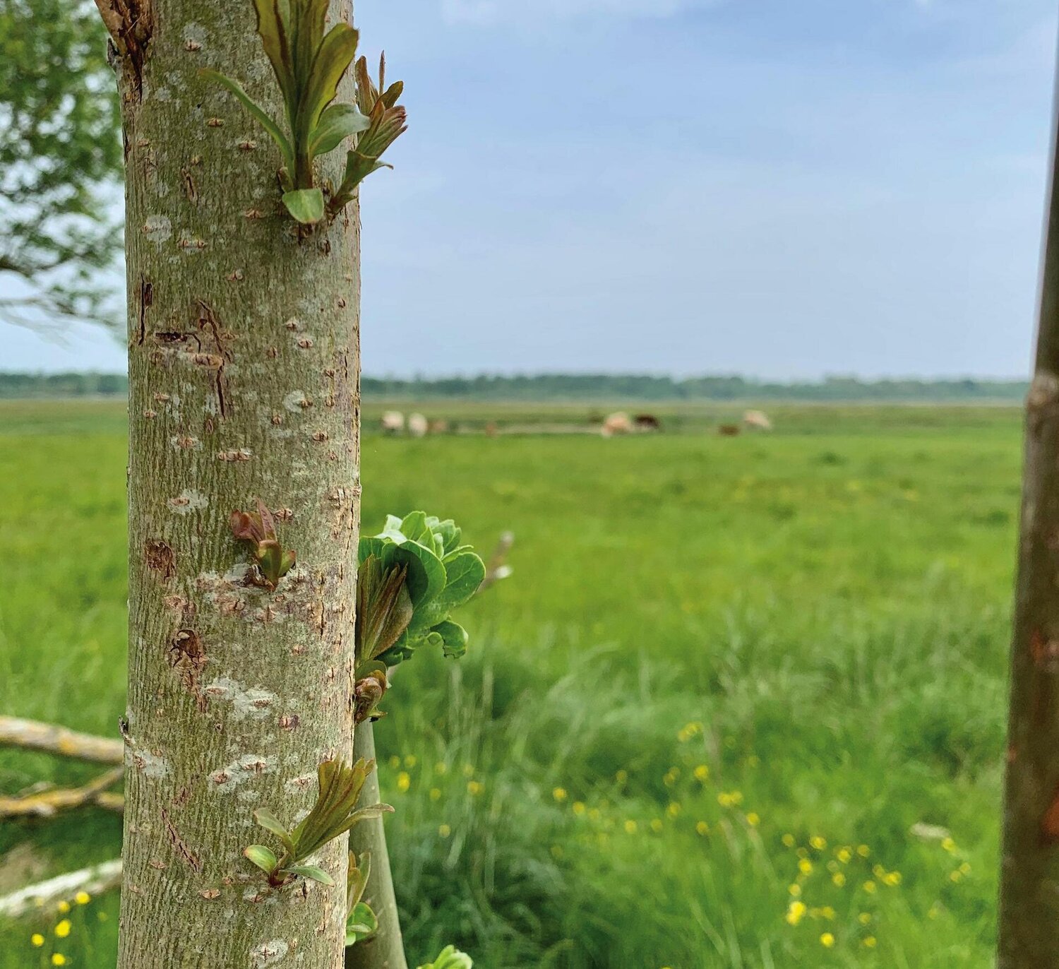 Blick auf einen Baum im Katinger Watt