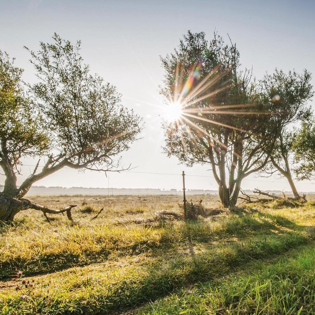 Allee bei Sonne im Katinger Watt