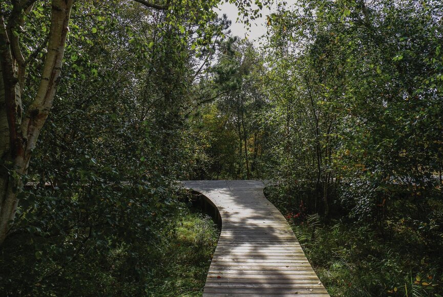 Naturpfad umgeben von dichten Bäumen