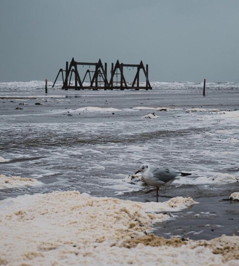 überfluteter Strand mit Möwe