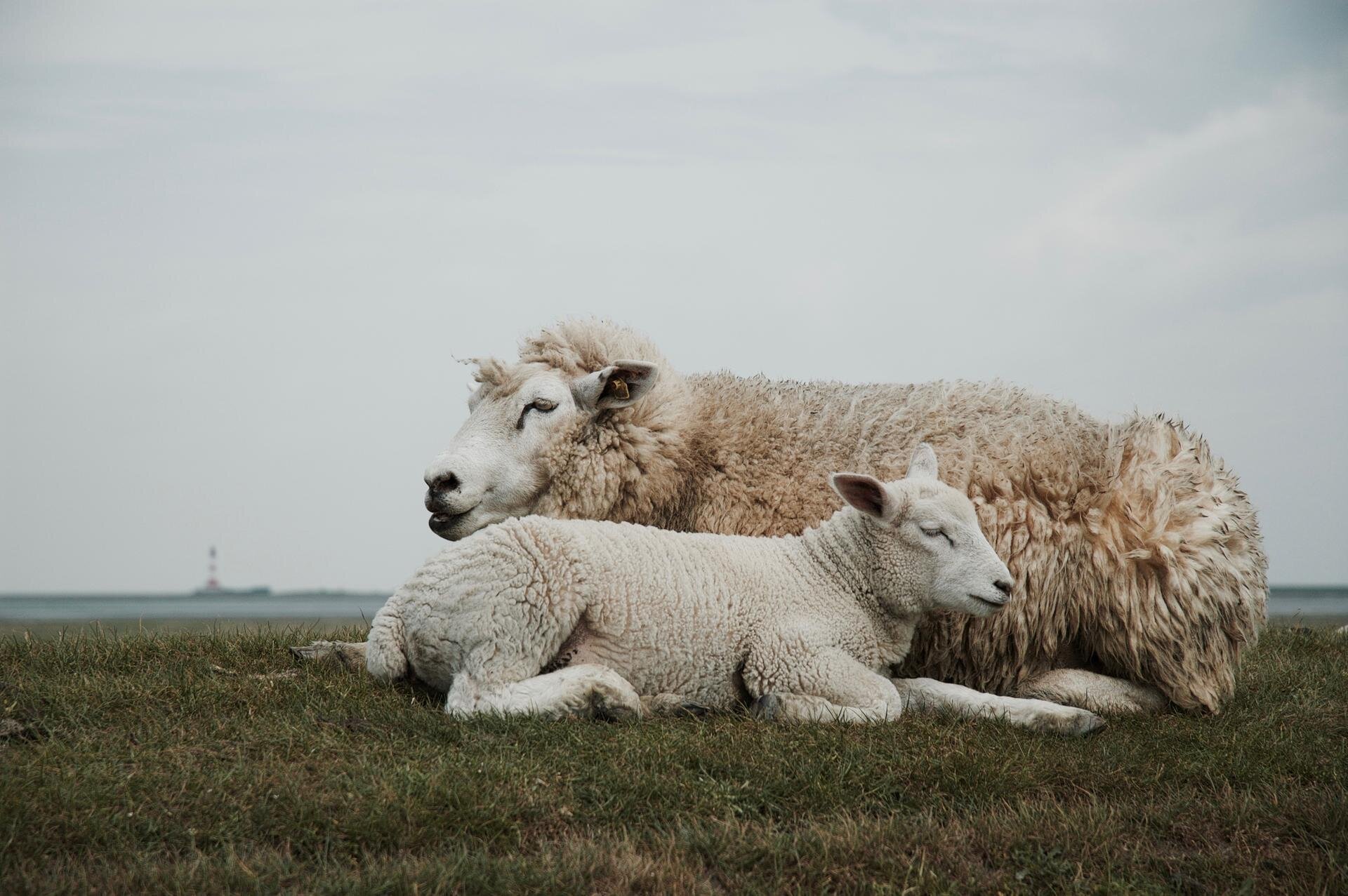 Lamm kuschelt sich bei seiner Mutter an