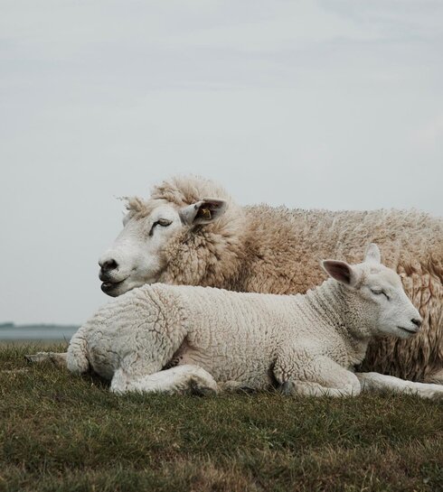 Lamm kuschelt sich an seine Mutter