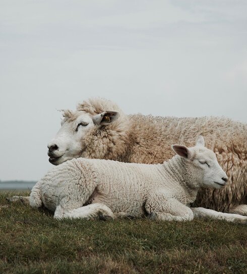 Lamm kuschelt sich bei seiner Mutter an