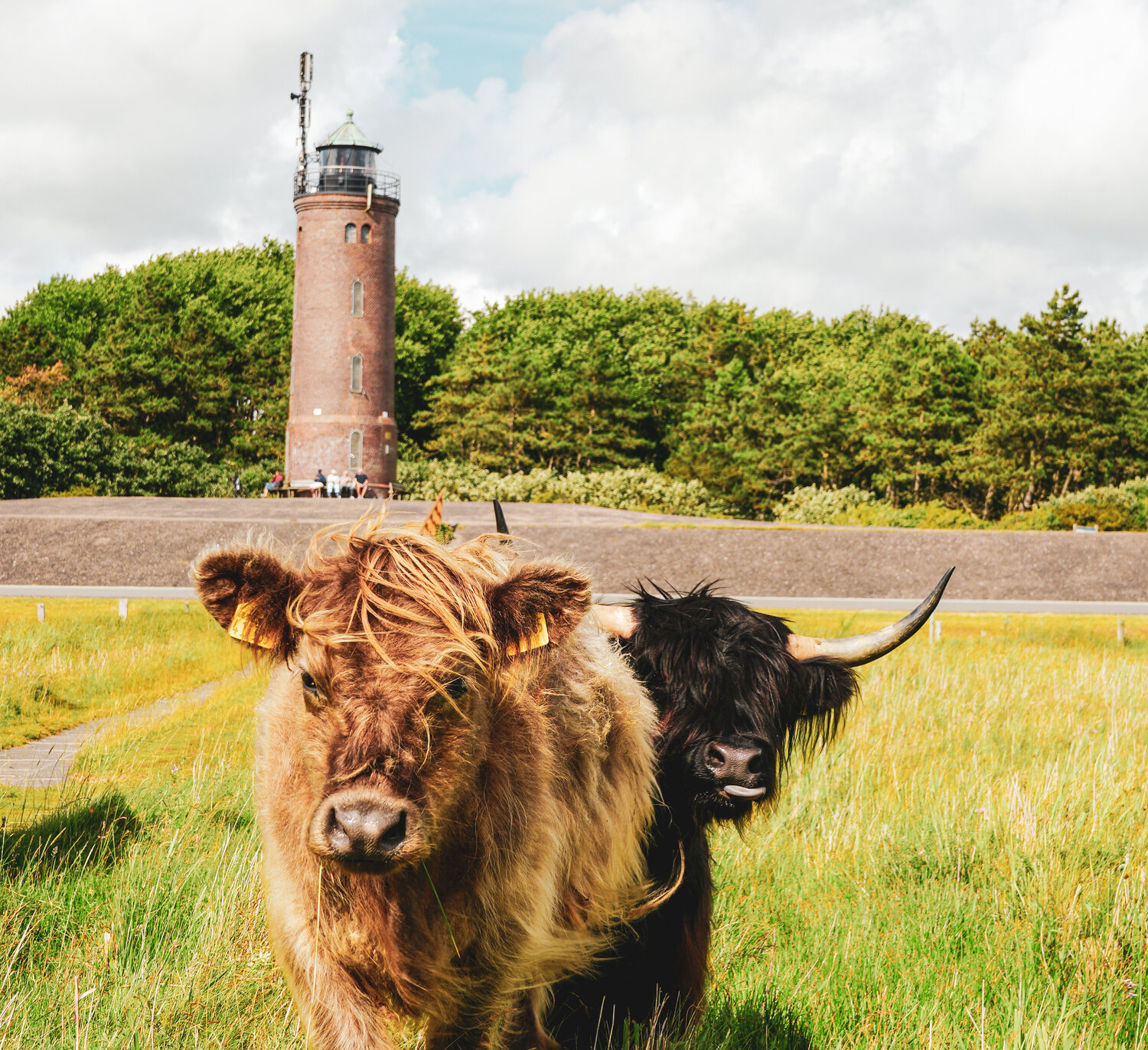 Highland cattle in the salt marsh 