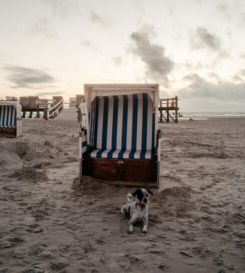 Hund liegt vor Strandkorb