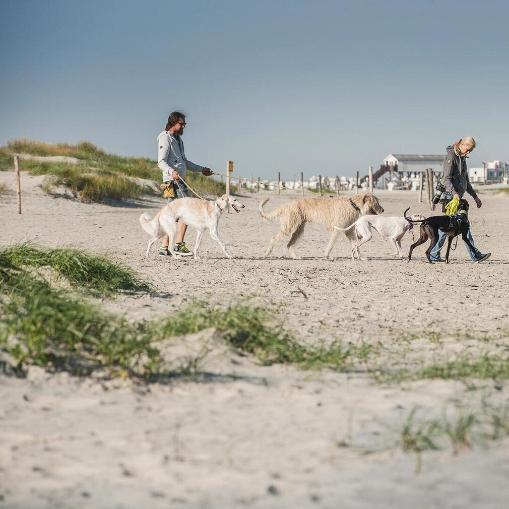 Hunde im Hundeauslaufgebiet 
