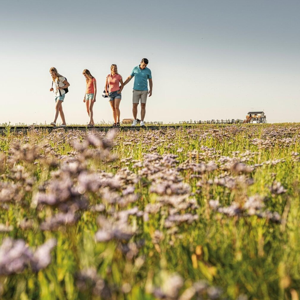 Familie spaziert umgeben von Strandflieder