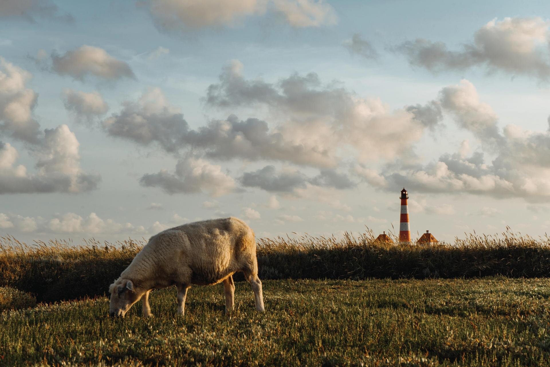 Schaf auf einer Wiese vor dem Westerhever Leuchtturm