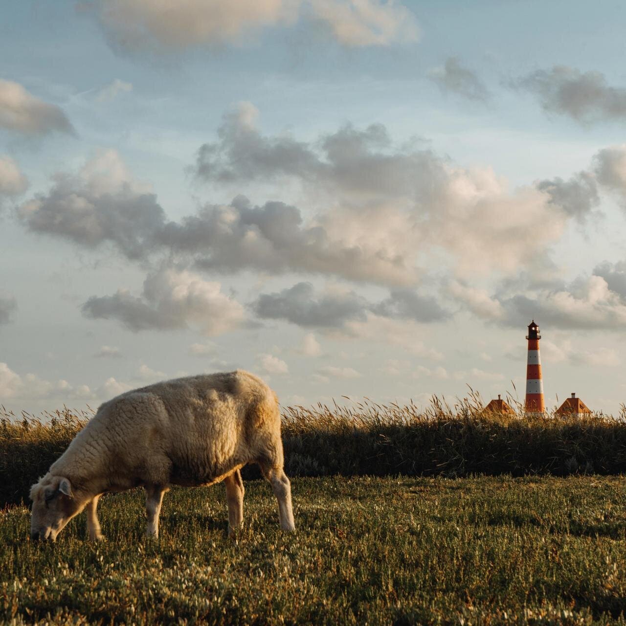 Schaf mit dem Westerhever Leuchtturm im Hintergrund