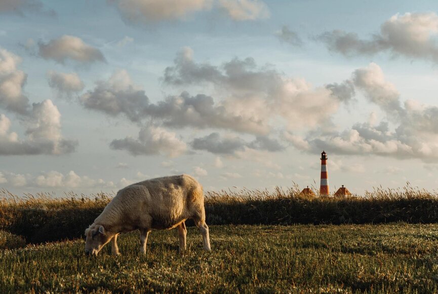 grasendes Schaf vor dem Westerhever Leuchtturm