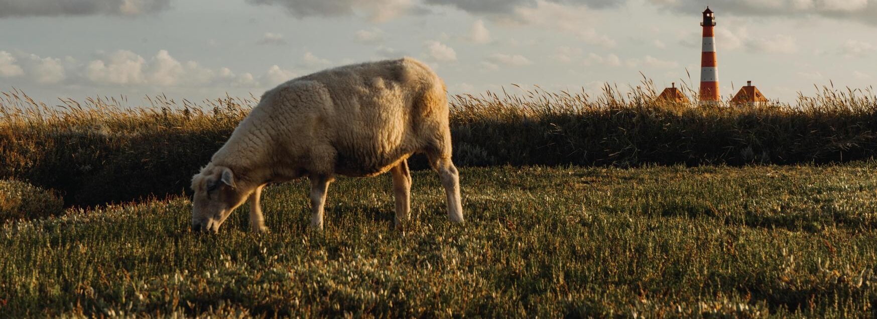 Ein Schaf grast auf einer Wiese am Westerhever Leuchtturm
