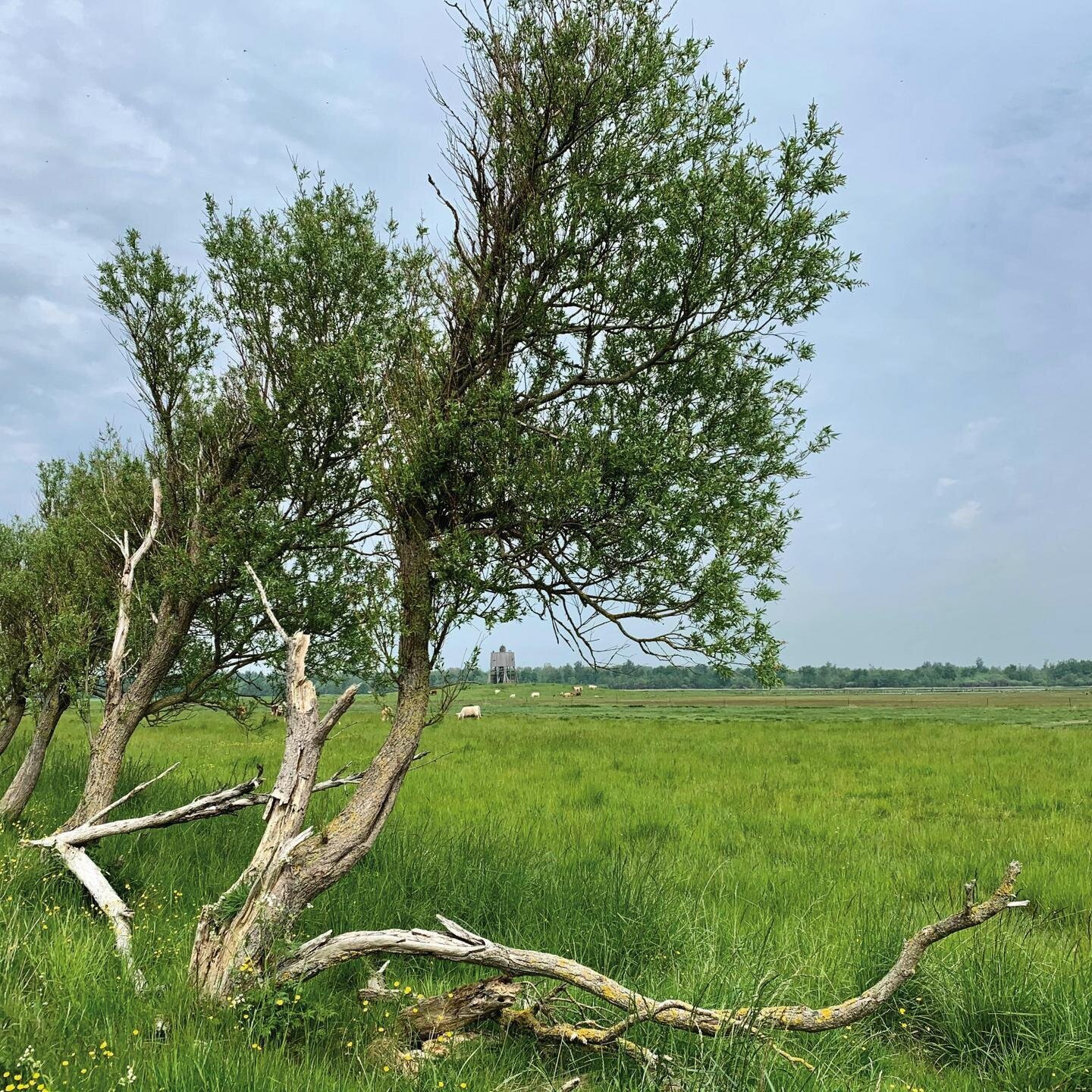 windschiefe Bäume im Katinger Watt