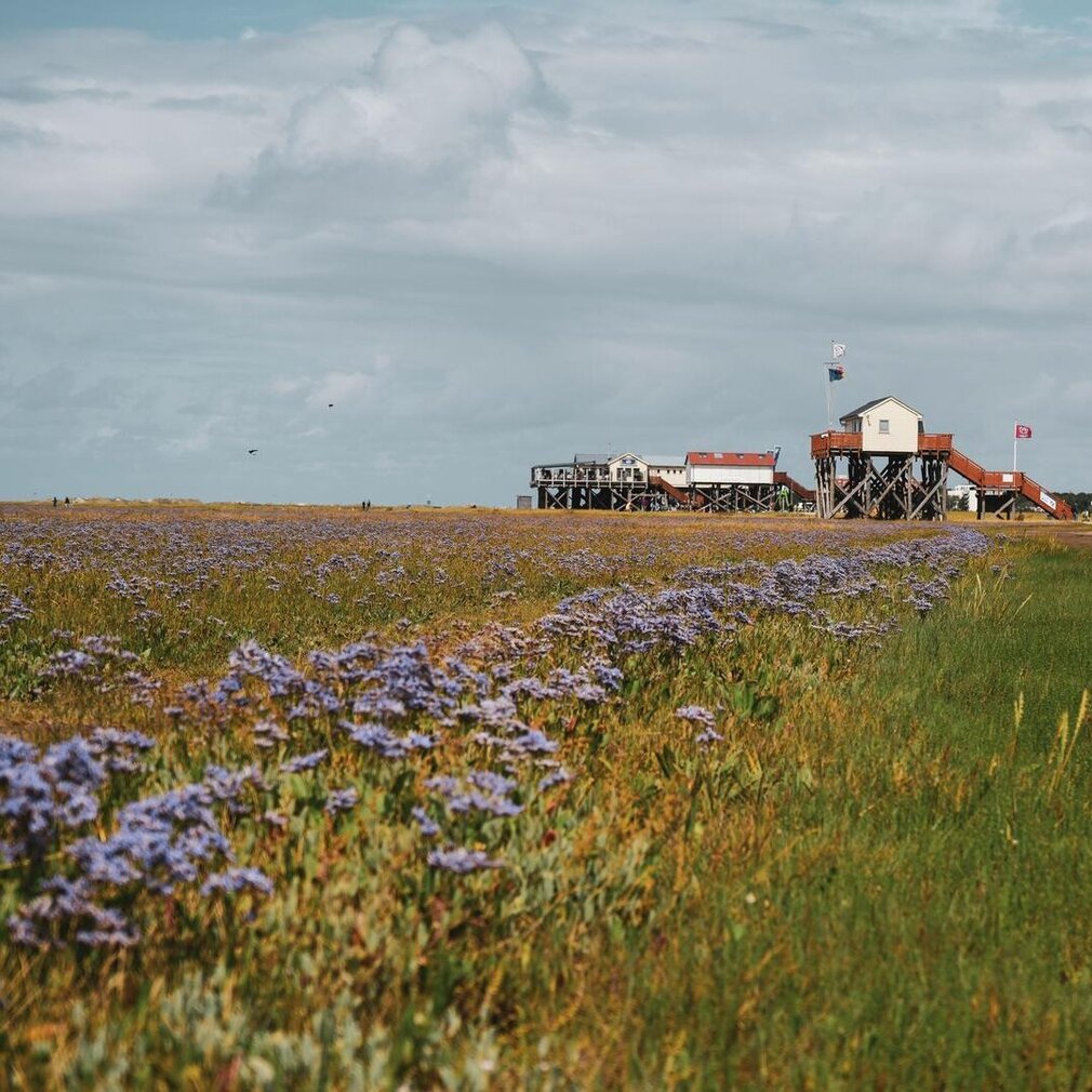 Salzwiesen und Pfahlbauten am Südstrand