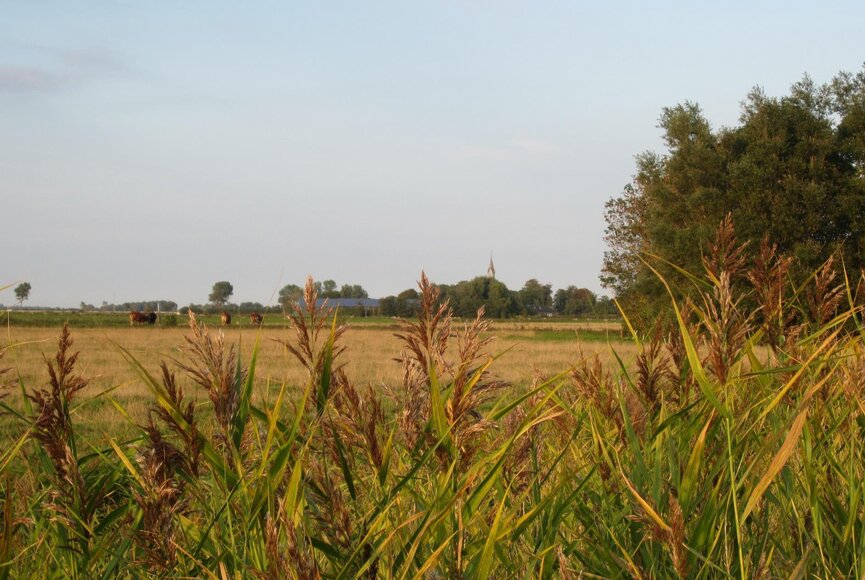 Blick auf eine Wiese vor Kotzenbüll