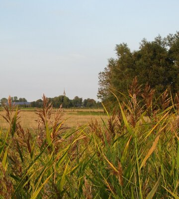 Blick durch Gräser mit der Kirchturmspitze der Kirche aus Kotzenbüll im Hintergrund