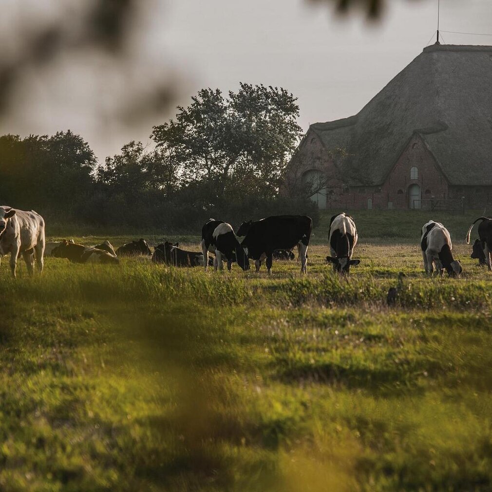 Kuhherde vor einem Haubarg in Westerhever