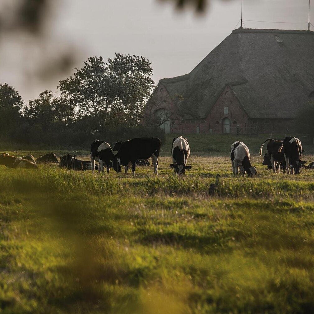 Kühe vor einem Haubarg mit Reetdach