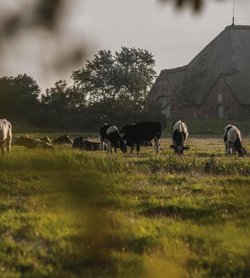 Kühe auf einer Wiese mit einem großen Haubarg mit Reetdach im Hintergrund