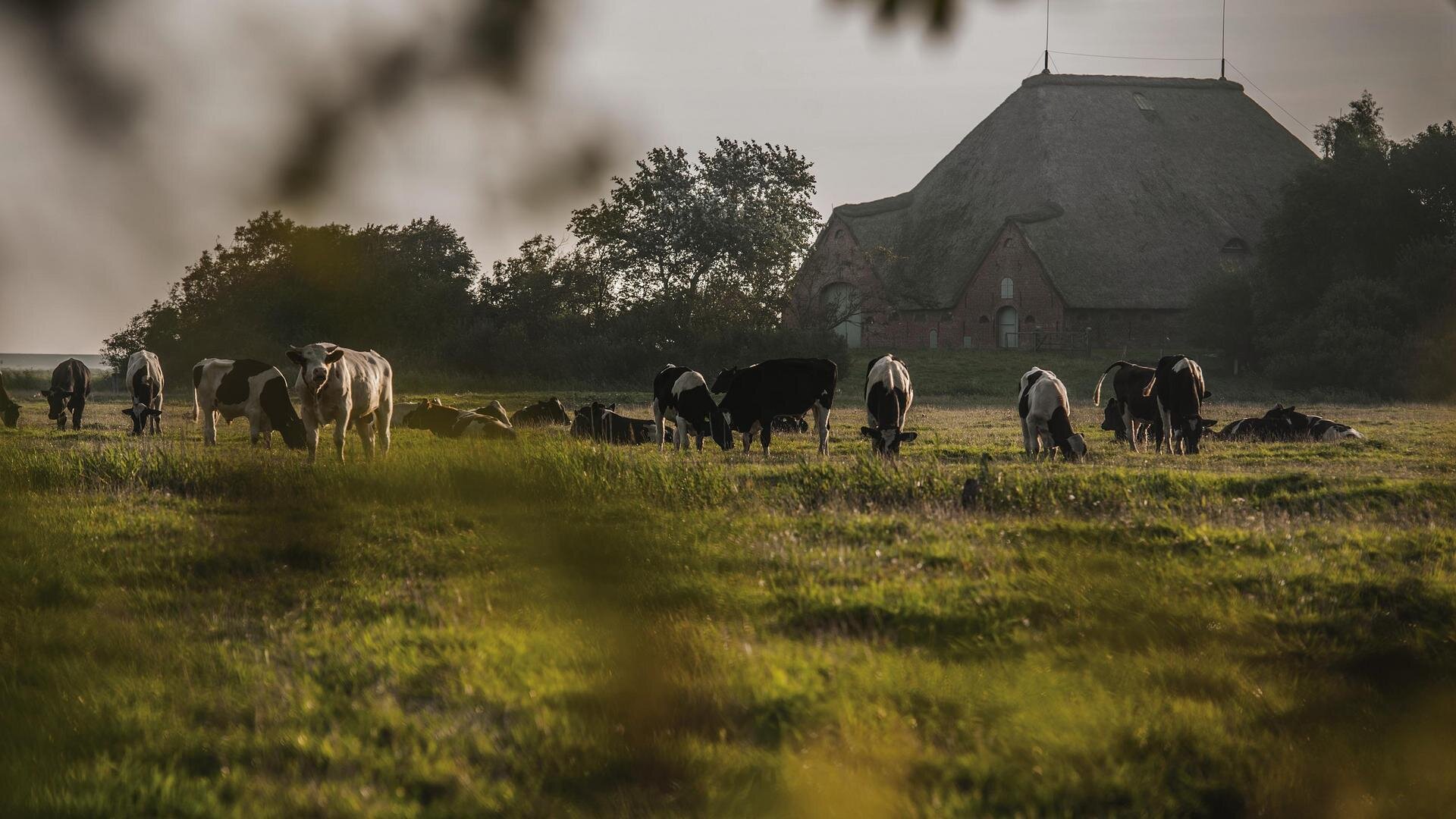 Kuhherde vor dem Haubarg Westerhever