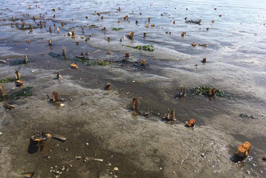 Muscheln und Algen im Watt