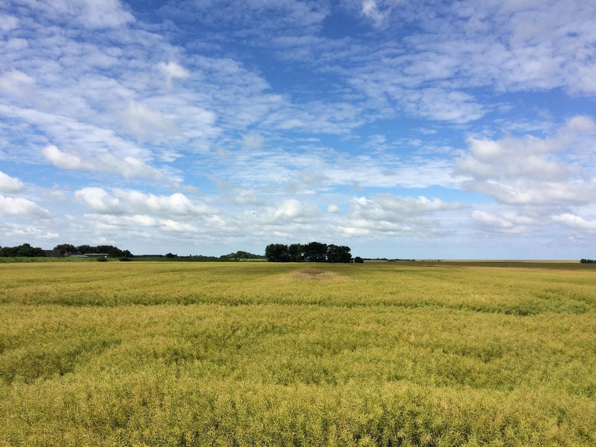 Blick auf eine Fenne in Norderfriedrichskoog