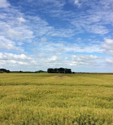 Landschaft in Norderfriedrichskoog