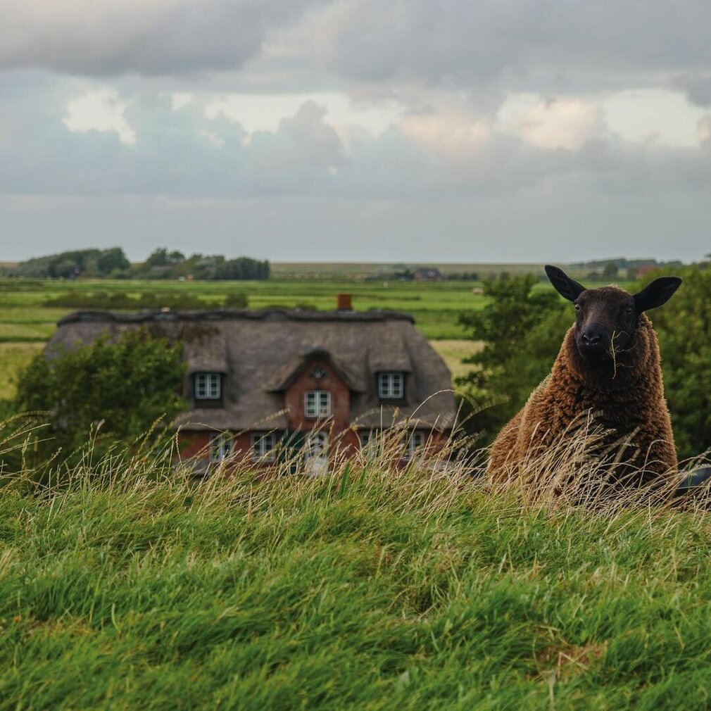 Ein Schaf schaut über den Deich – im Hintergrund ein Reetdachhaus