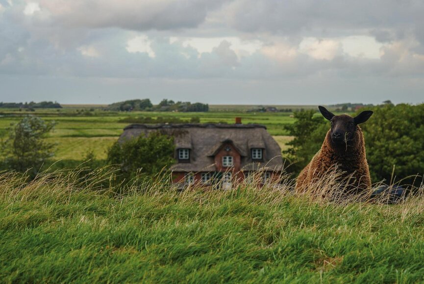 Schaf am Deich mit Reetdachhaus im Hintergrund