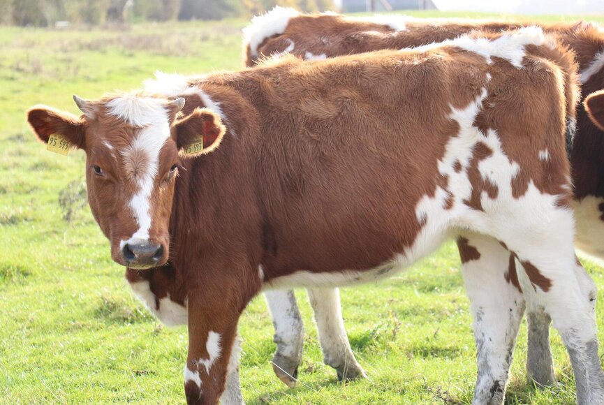 Kuh grast auf einer Weide