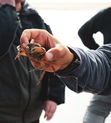 Wattführer hält Krebs in der Hand
