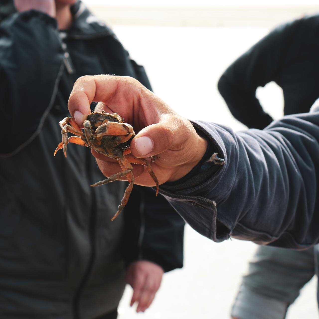 Krebs in der Hand eines Wattwanderers