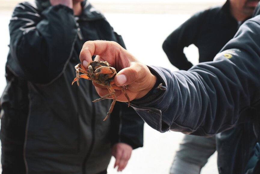 Krebs im Wattenmeer
