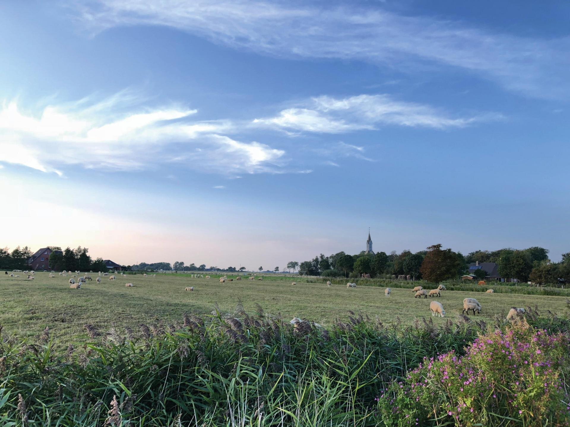Blick auf die Wiesenlandschaft Kotzenbülls