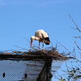 Storch baut ein Nest