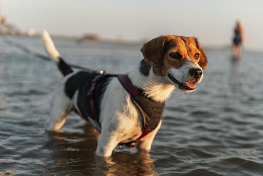 kleiner Hund in Nordsee