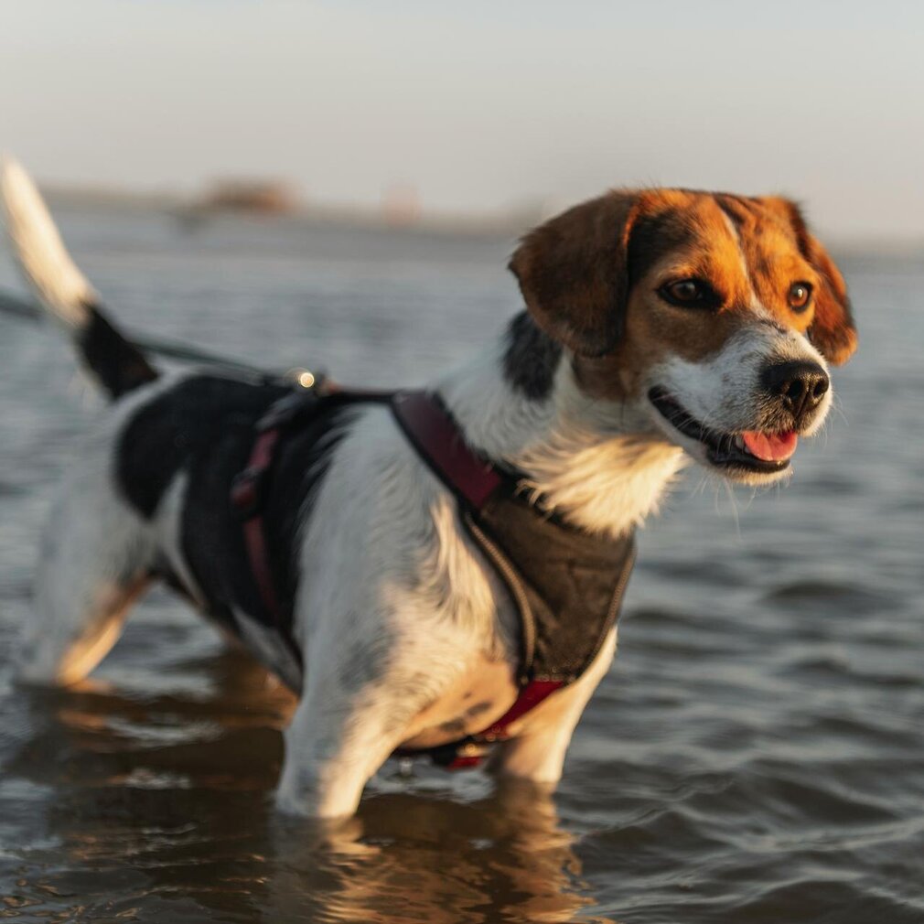 kleiner Hund im Wasser
