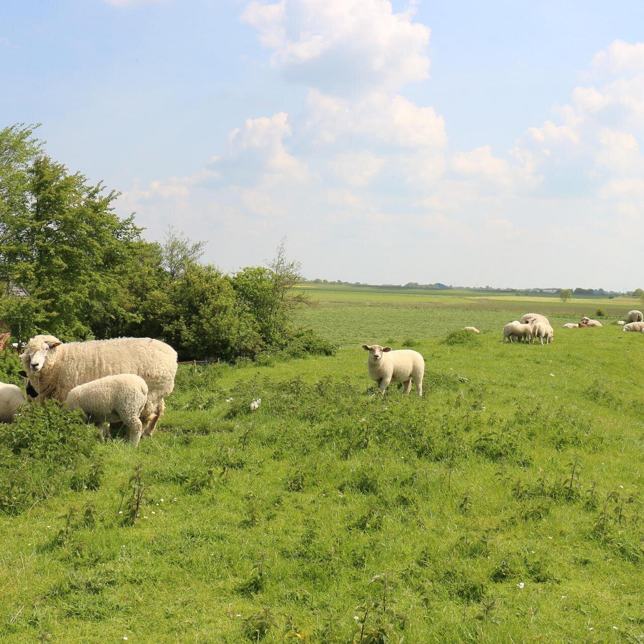 Schafsherde auf einer Weide in Osterhever