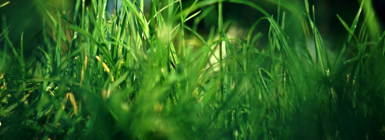 grüner Rasen zum Verstecken von Ostereiern