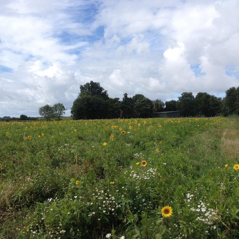 Sonnnenblumen auf dem Feld 