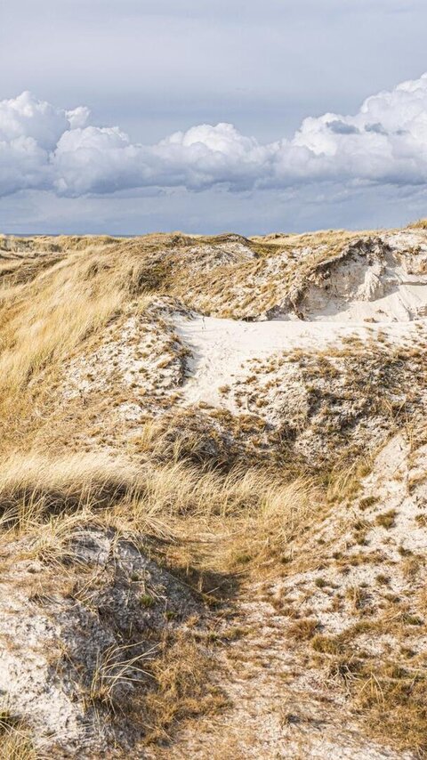 Dünen in St. Peter-Ording