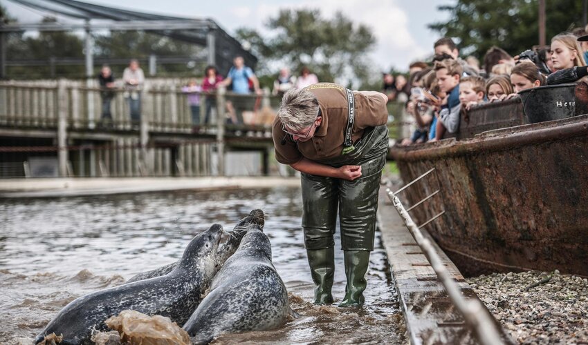 Fütterung der Robben im Westküstenpark