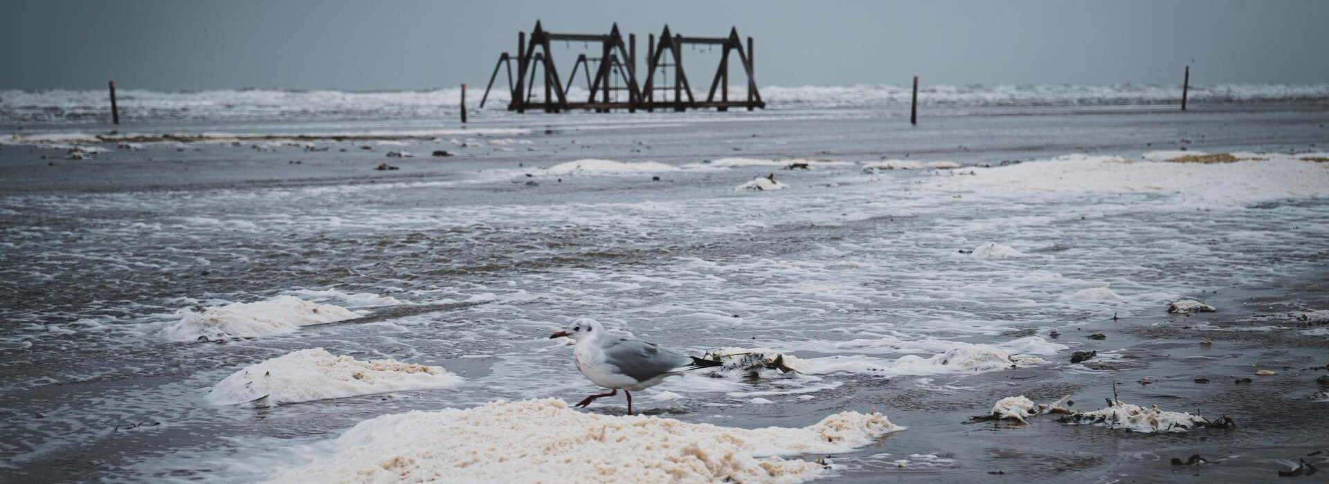 Möwe in der Gischt nach der Sturmflut