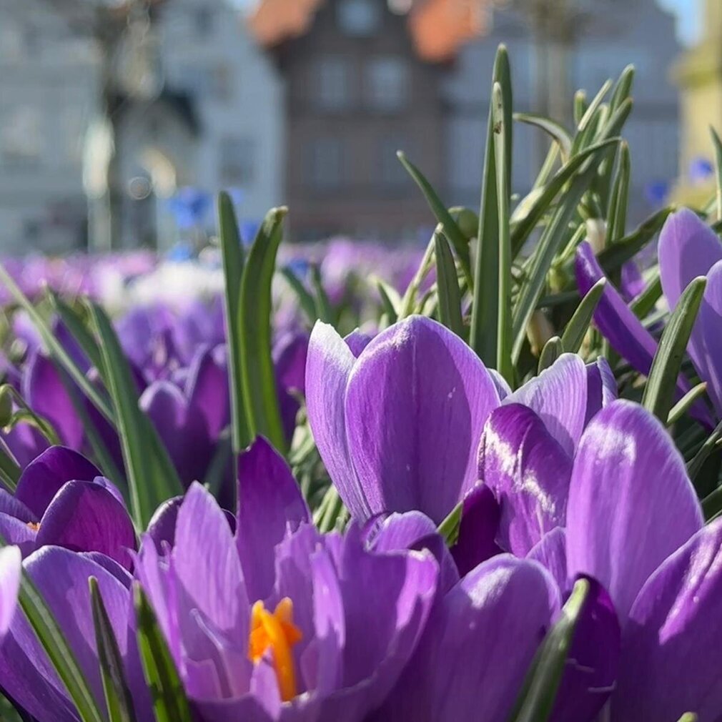 Krokusblüten in Friedrichstadt