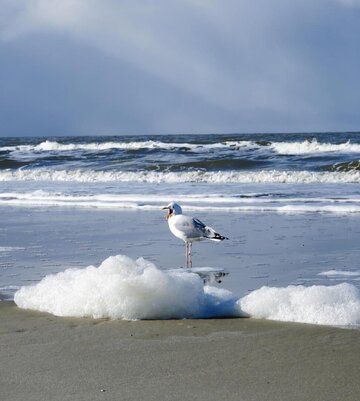 Möwe in der Gischt am Strand