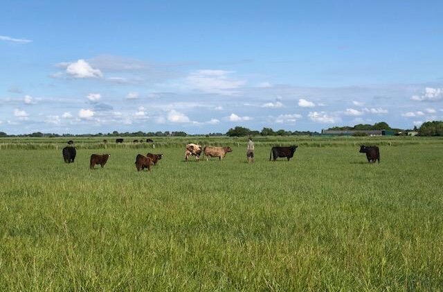 Rinderherde auf der Weide