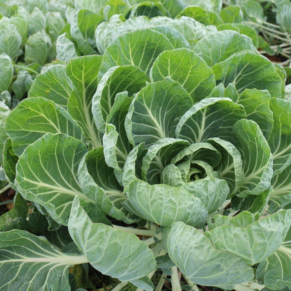 Kohlkopf im Grothusenkoog