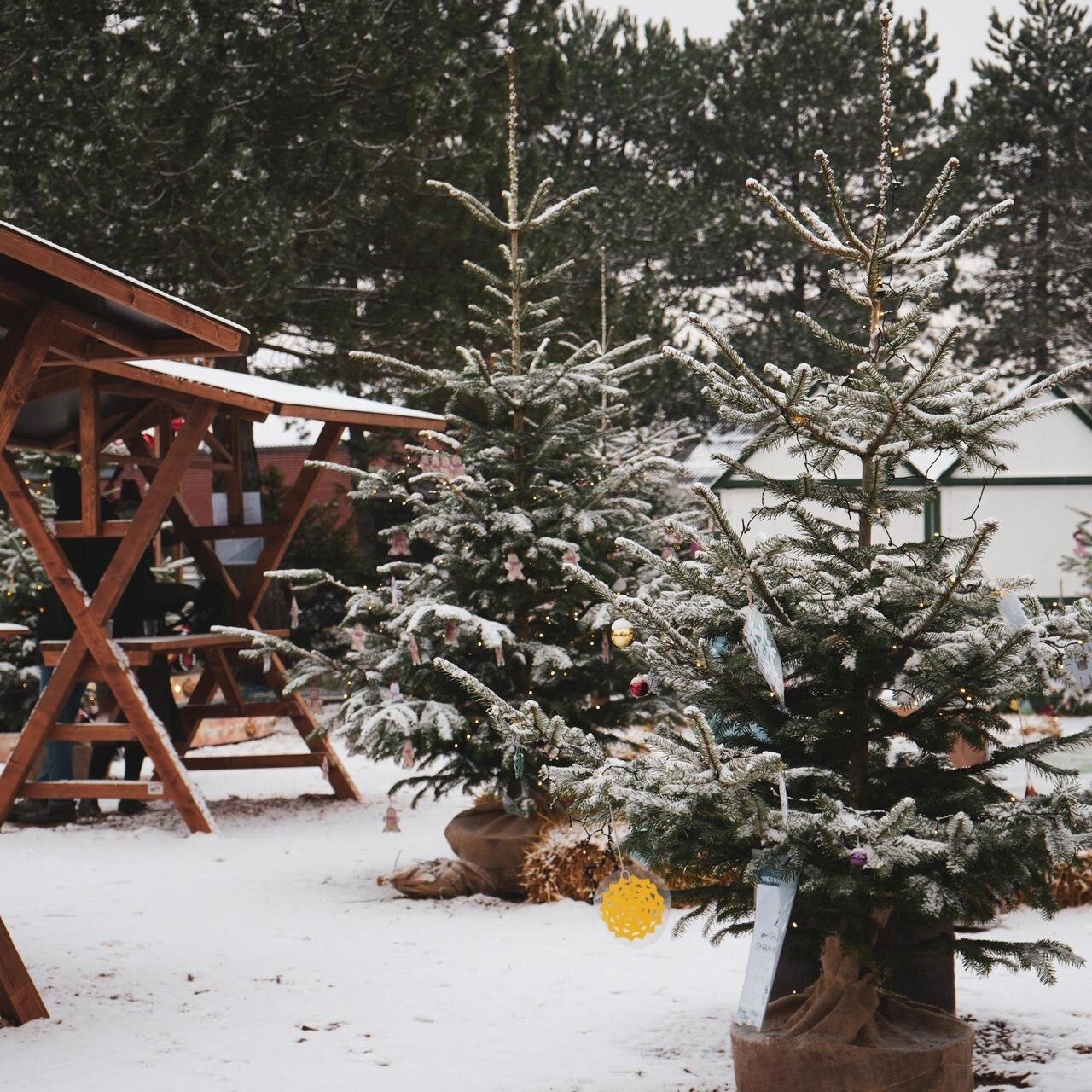 Tannenbäume und Stände vom Weihnachtsmarkt im Schnee