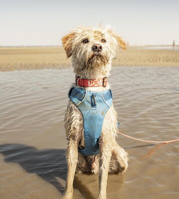 Hund sitzt am Strand und blickt in die Kamera